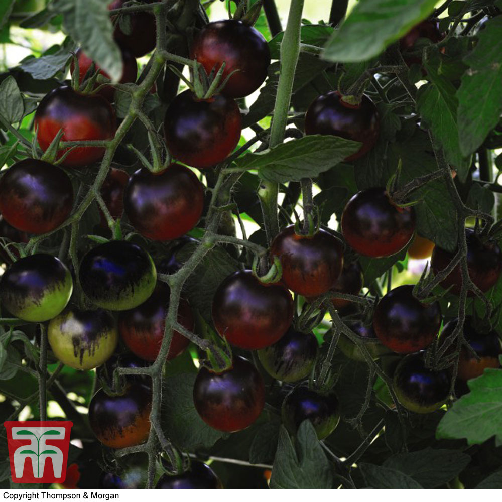 Tomato 'Midnight Snack'