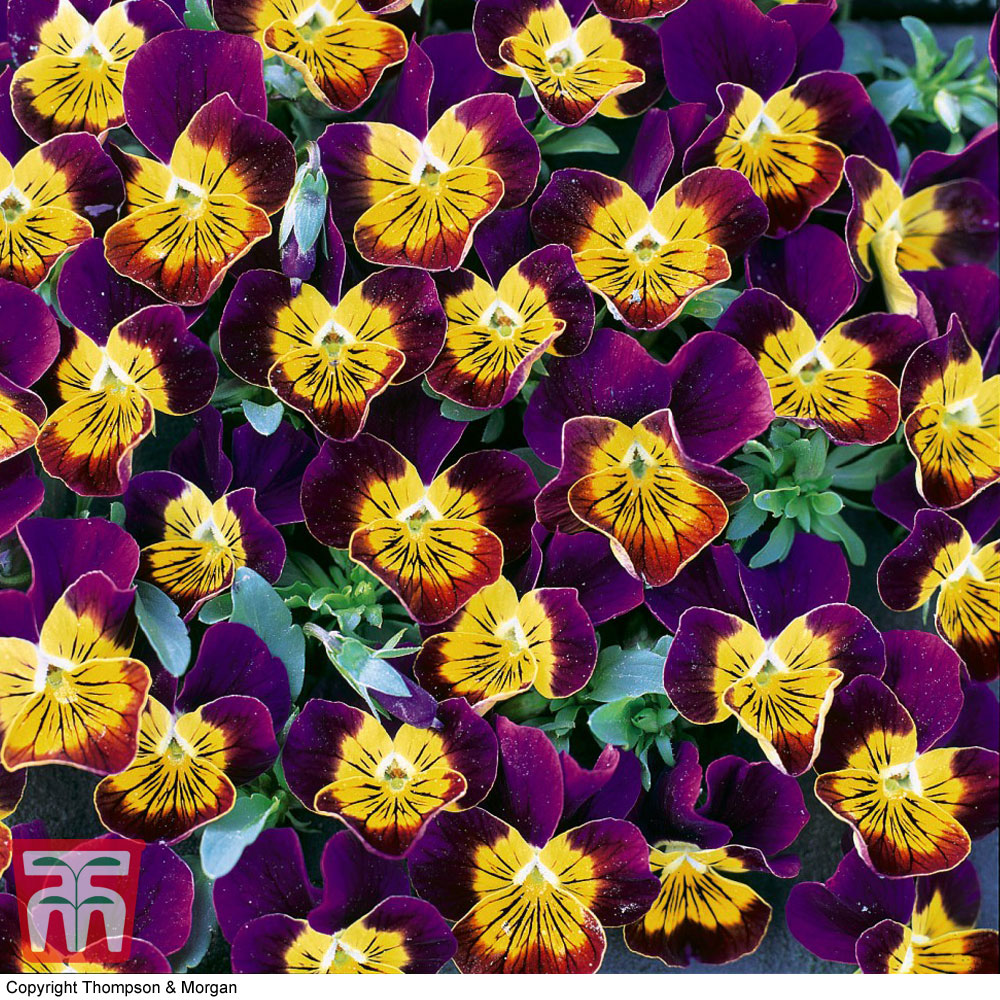 Viola hybrida 'Miniola Heart Purple'