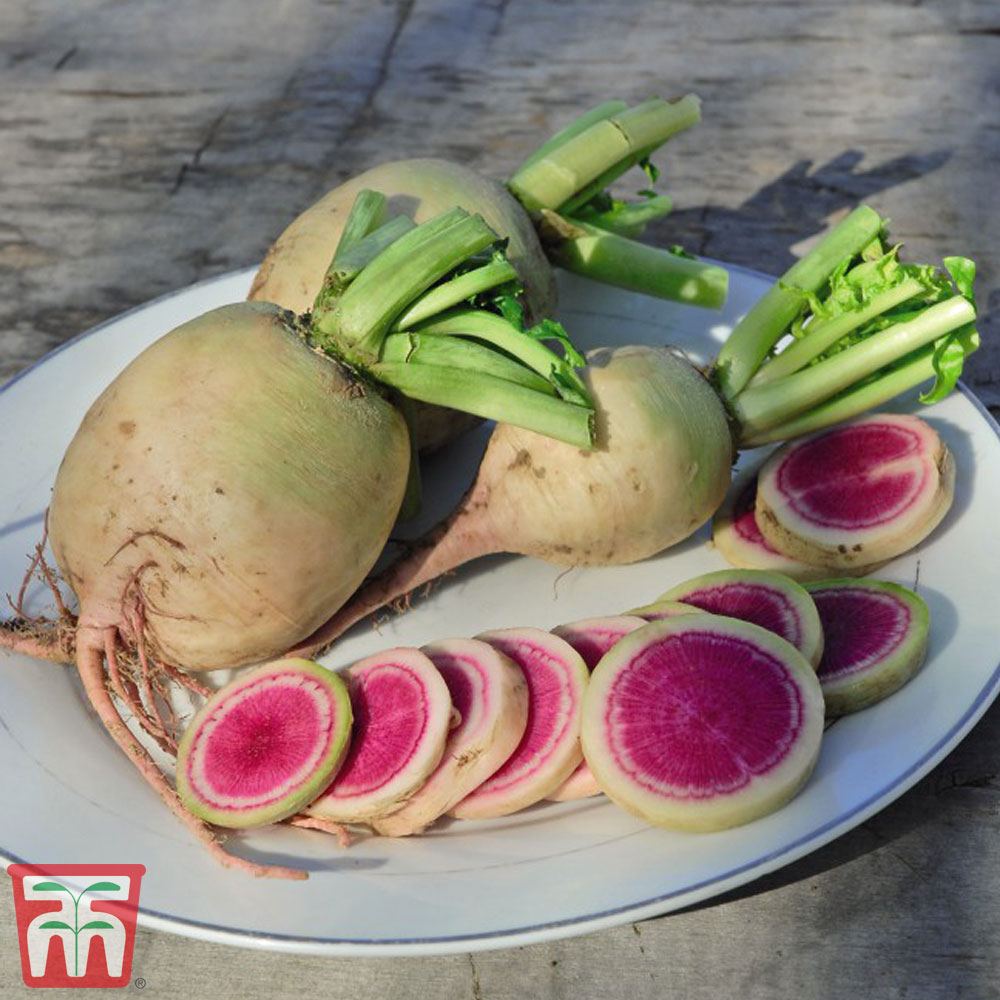 Daikon Radish 'Misato Rose Flesh' F1 Hybrid