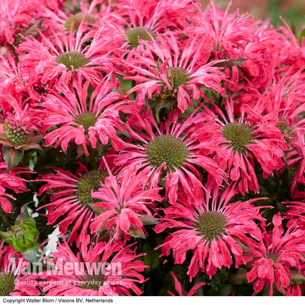 Monarda 'Electric Neon Pink'