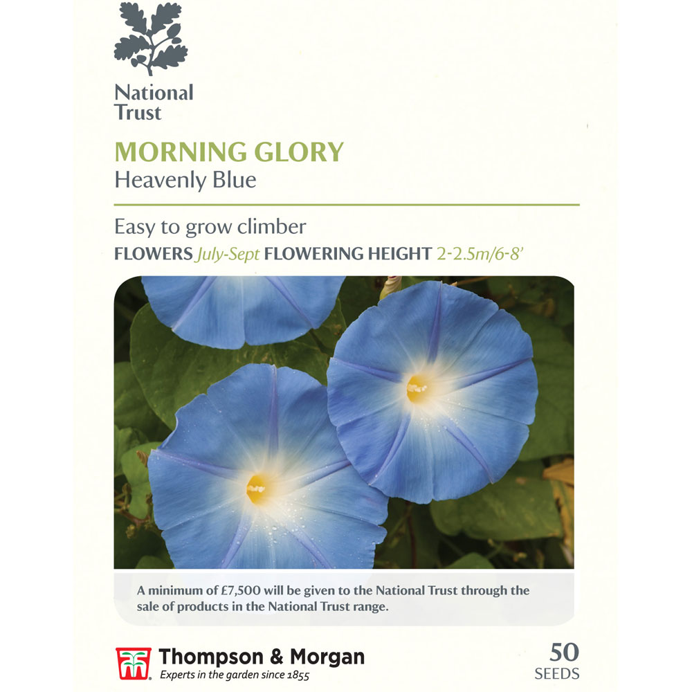 Morning Glory 'Heavenly Blue' (National Trust)