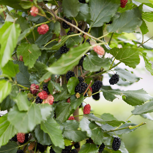 Mulberry 'Charlotte Russe' (Mojo Berry)