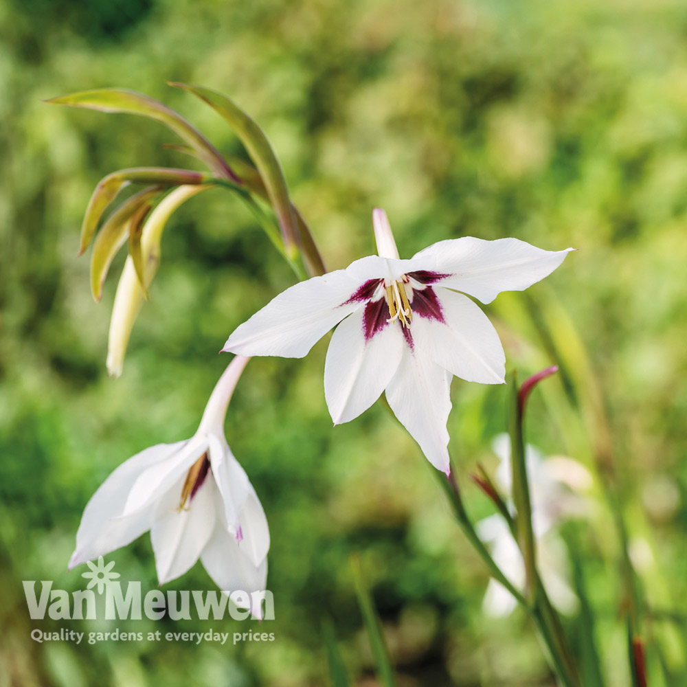 Gladiolus murielae