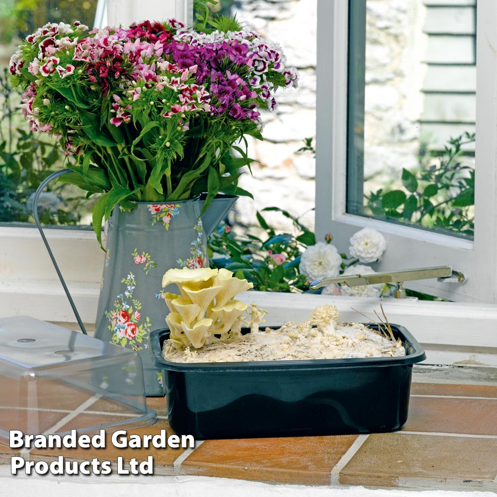 Mushroom Windowsill Kit - Yellow Oyster
