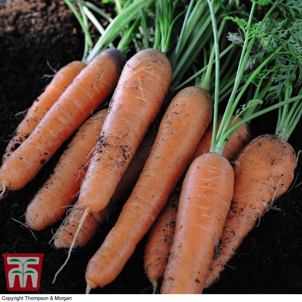Organic Carrot 'Nantes 2' (Early maturing)