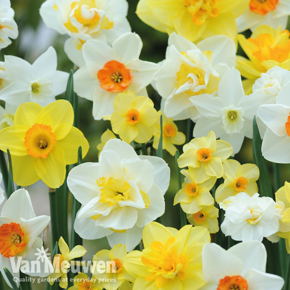 Narcissus 'Value Mixed'