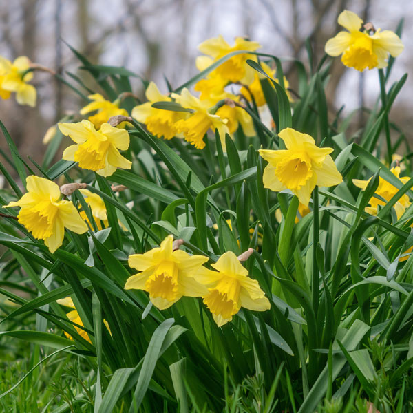 Narcissus Native British