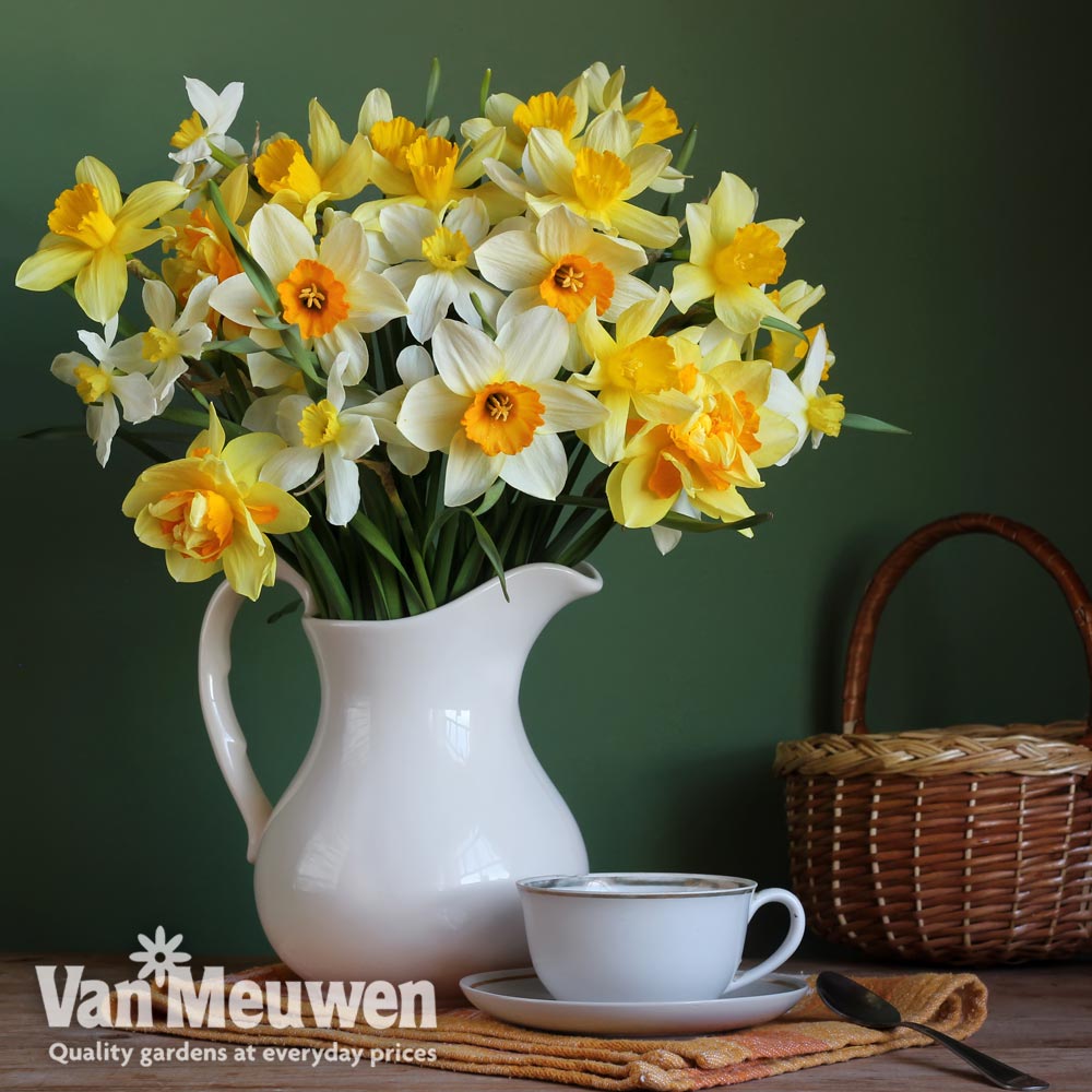 Narcissus 'Spring Flowering Mix'