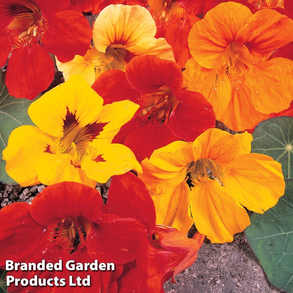 Nasturtium 'Double Mixed' (Seeds)