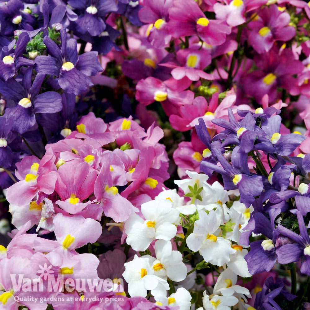 Nemesia 'Poetry'