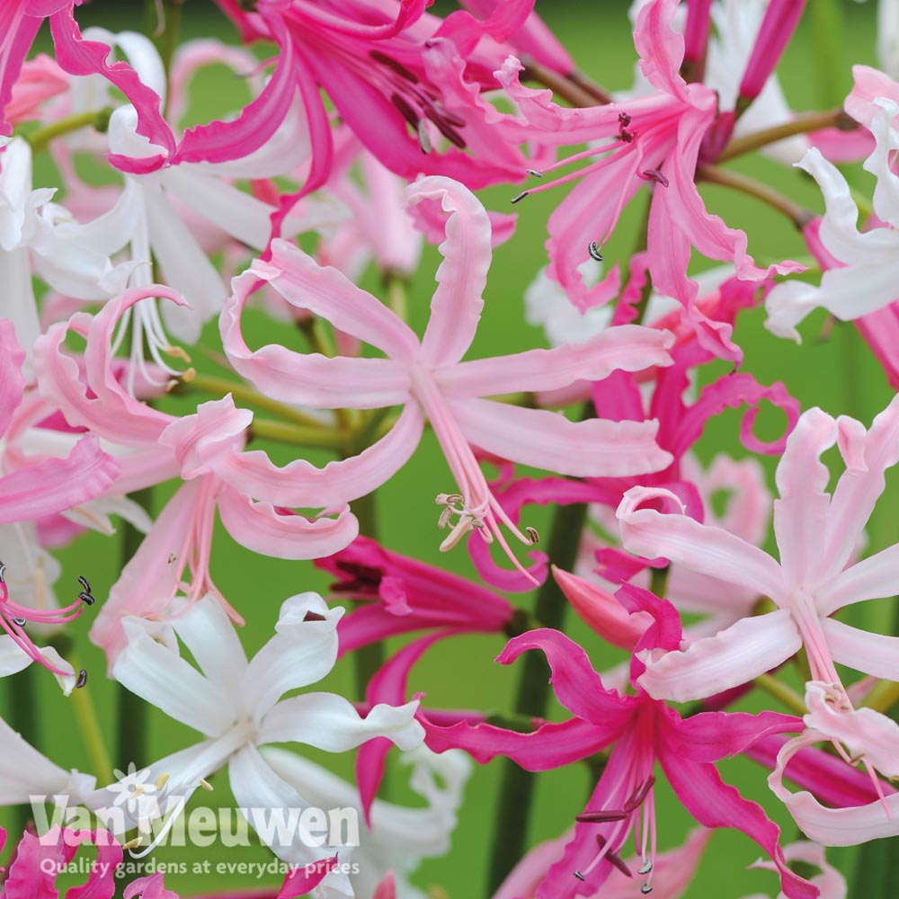 Nerine bowdenii 'Mixed'