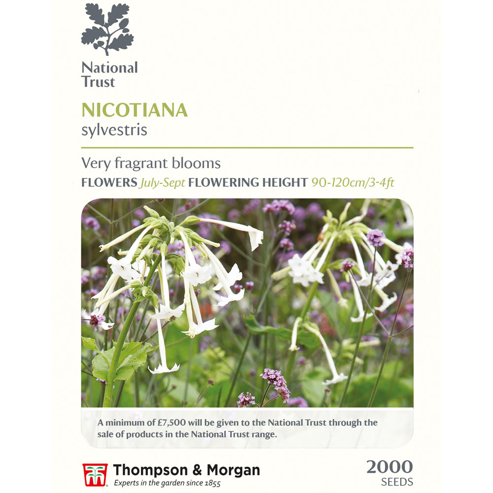 Nicotiana sylvestris (National Trust)
