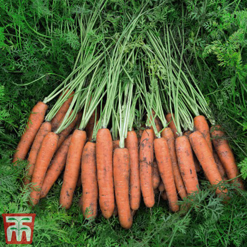 Carrot 'Norfolk' F1 Hybrid (Maincrop)