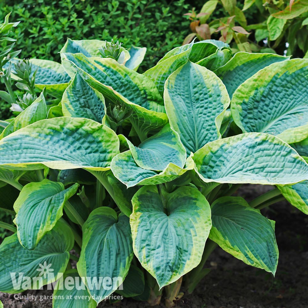 Hosta 'Olive Bailey Langdon'