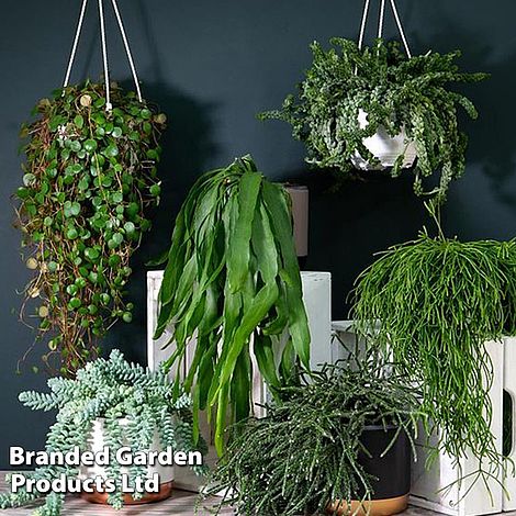 Nurserymans Choice Succulent Hanging Basket
