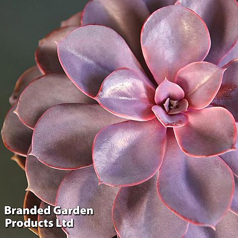 Echeveria 'Purple Pearl' - Shine Like a Pearl (House plant)
