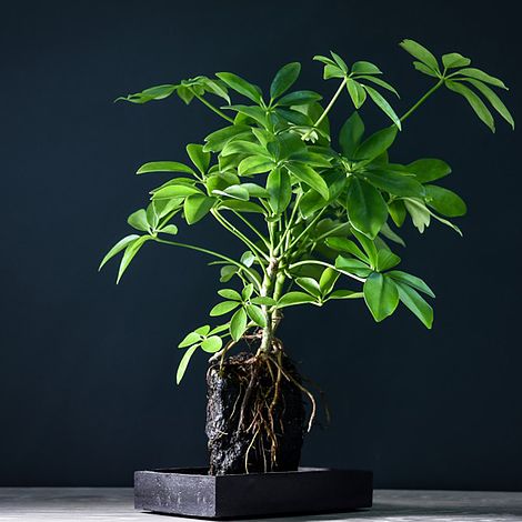 Schefflera Plant on Lava Rock in a Tray (Lova plant) (House Plant)