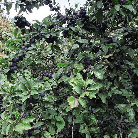 Blackthorn (Hedging)