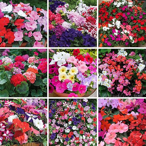 Nurseryman's Choice Annual Summer Bedding Mix