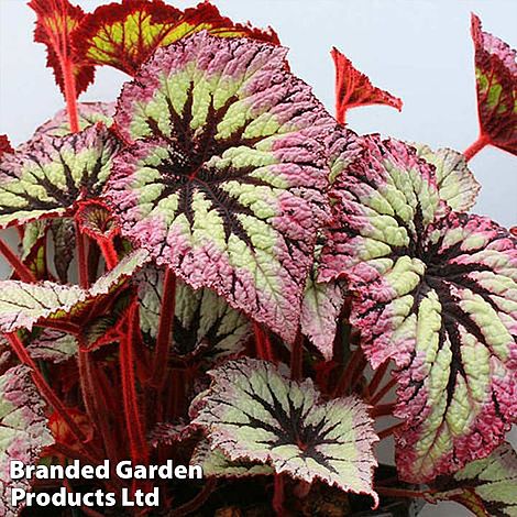 Begonia 'Fireworks'