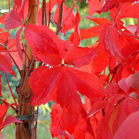 Parthenocissus quinquefolia