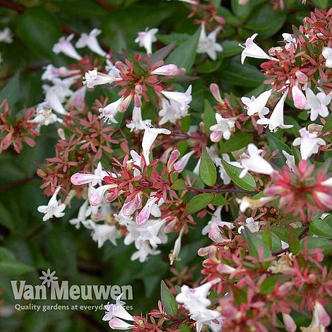 Abelia x grandiflora