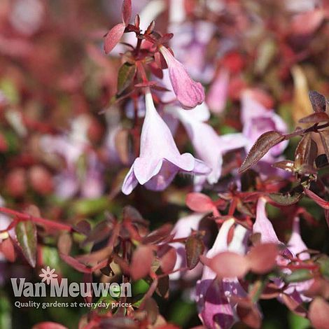 Abelia 'Pinky Bells'