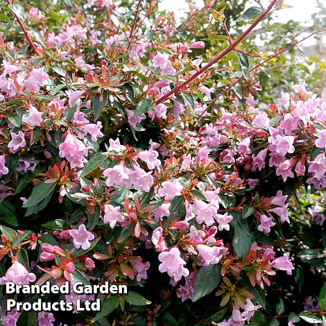 Abelia 'Edward Goucher'