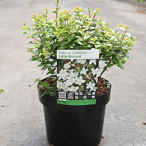 Abelia zanderi 'Little Richard'