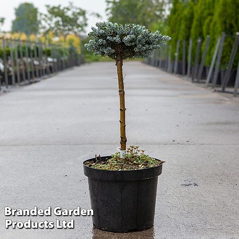 Abies koreana 'Kohouts Icebreaker'