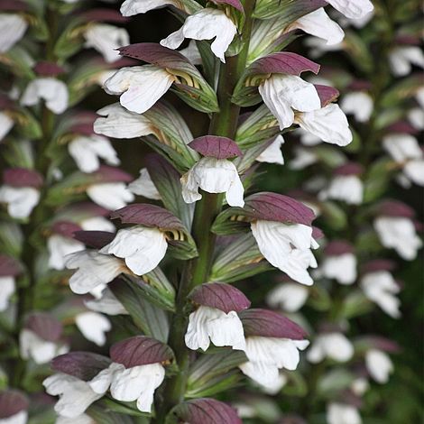 Acanthus spinosus