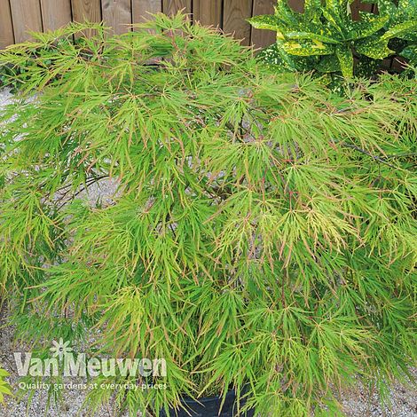 Acer palmatum 'Seiryu'