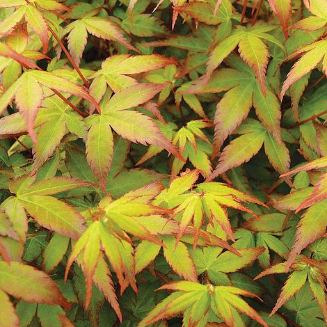 Acer palmatum 'Little Princess'