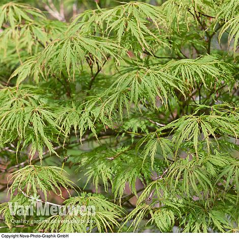 Acer palmatum 'Emerald Lace'