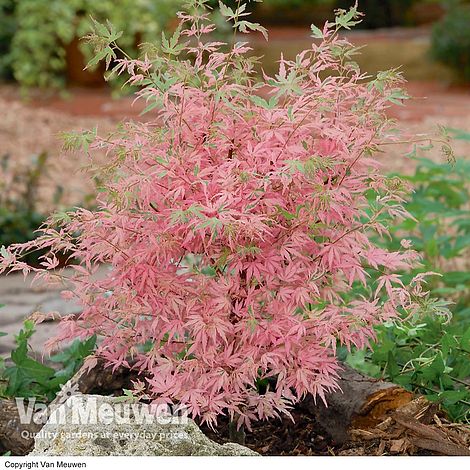 Acer palmatum 'Taylor'