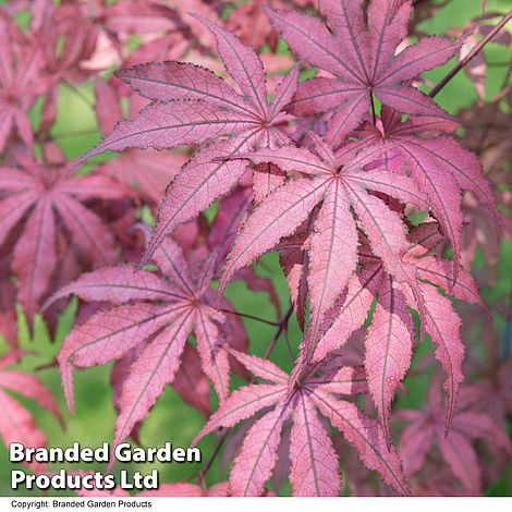 Acer palmatum 'Amagi Shigure'