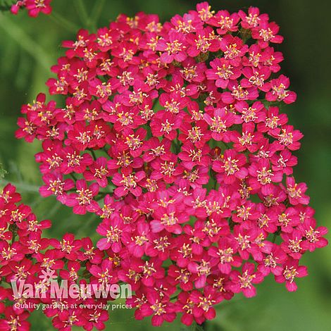 Achillea 'Cerise Queen'