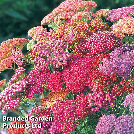 Achillea millefolium 'Summer Berries'