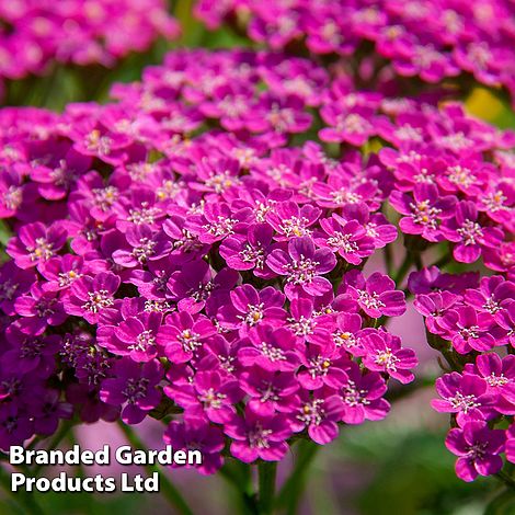 Achillea millefolium 'Lilac Beauty'