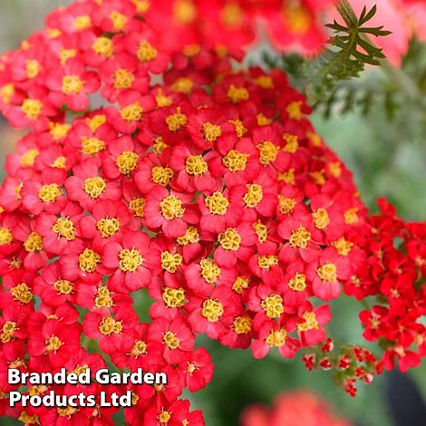 Achillea millefolium 'Paprika'