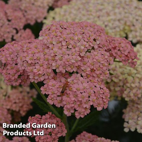 Achillea millefolium 'Salmon Beauty'