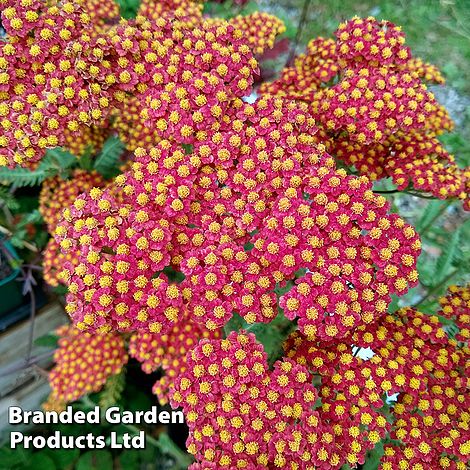 Achillea millefolium 'Walther Funcke'