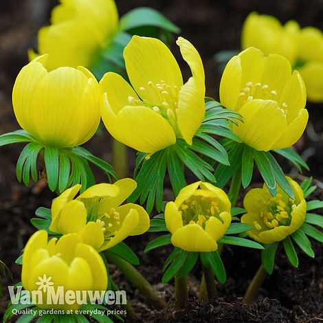 Aconites (Winter Flowering)