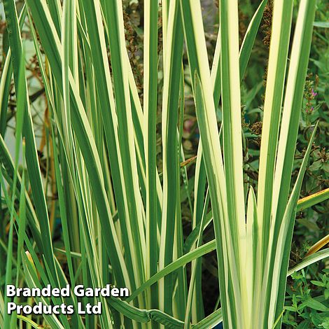 Acorus gramineus 'Argenteostriatus' (Marginal Aquatic/Bog Garden)