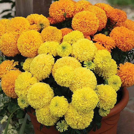 Marigold 'Dune Mixed'