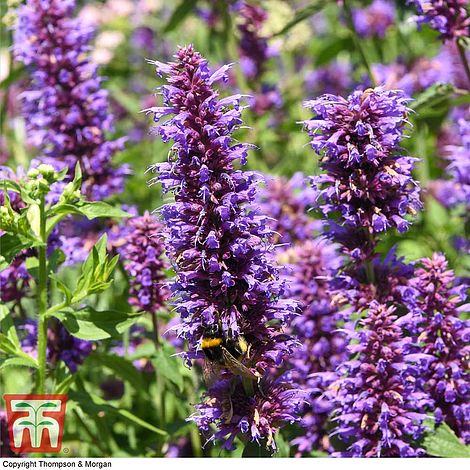 Agastache foeniculum