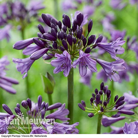 Agapanthus 'Poppin' Purple'