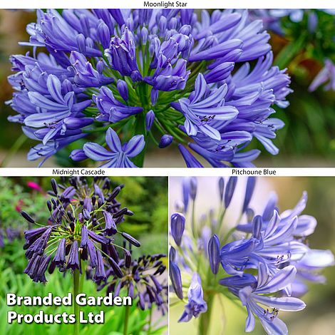 Agapanthus Blue Trio