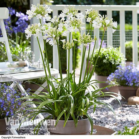 Agapanthus 'Ever White'