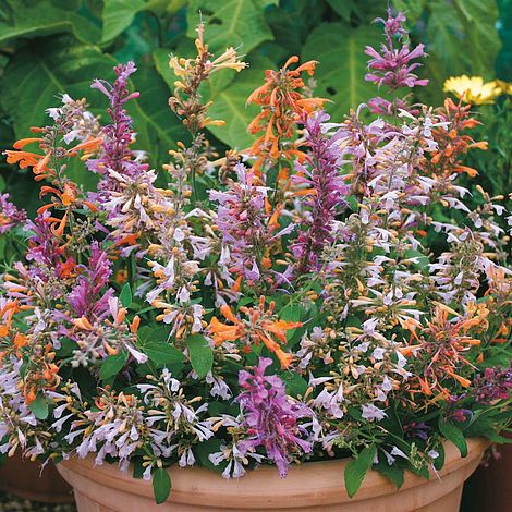 Agastache aurantiaca 'Fragrant Mixed'